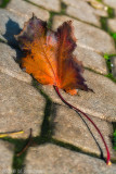 Autumn Leaves Fallen Leafs