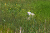Snake...ooops no, Sheep in the grass