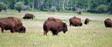 Teton Bison