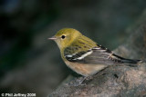 Bay-breasted Warbler