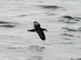 Audubons Shearwater