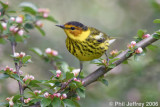 Cape May Warbler