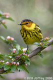 Cape May Warbler