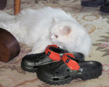 Petey  lounging near MBs Colorado-bought Crocs