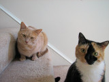 Jester and Harley Focusing on MB