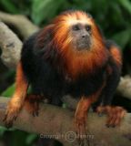 Golden-Headed Tamarin (Sep 06)