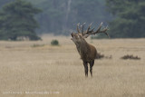 Red Deer - Edelhert