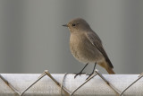 Black Redstart - Zwarte Roodstaart