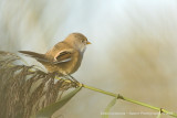 Bearded Tit - Baardman