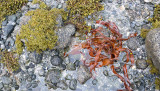 Lofoten beach detail