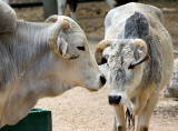 Water Buffalo