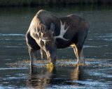 Madison River Bull Moose