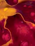 Dew No.1