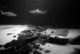 sharks and manta ray