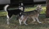 Foxxy & Rio 111508 198.JPG