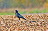 DSC_5868.JPG