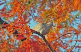DSC_5811.JPG