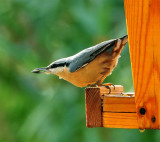 DSC_6064c.jpg