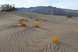 Sand Dunes Stove pipe