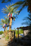 China Ranch Date Palm