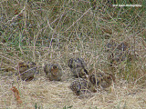 Quail Chicks