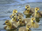 Goslings Swimming
