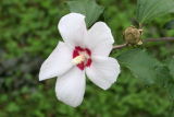 White Flower / Flor blanca