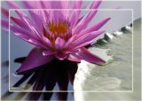 San Angelo International Waterlily Collection