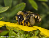 GP9424-Golden Northern Bumble Bee.jpg