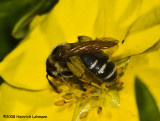 GP9459-Willow Mining Bee.jpg
