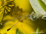 GP9849-European Cabbage Butterfly.jpg
