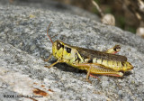 GP0316-Red-legged Locust.jpg