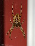 P1989-Garden Spider.jpg