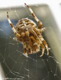 P2020-web.jpg