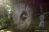 P2323-Orb Weaver at work.jpg