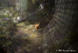 P2326-Orb Weaver at work.jpg