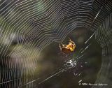 P2337-Orb Weaver at work.jpg