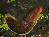 4445-slug.jpg
