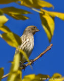 4759-House Finch.jpg
