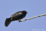 GP4455-Redwinged Blackbird.jpg