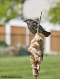 GP4412-Redwinged Blackbird female.jpg