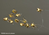GP6832-Orbweaver Hatch.jpg
