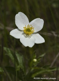 GP6711-Wildflower.jpg