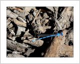 Small Blue Dragonfly on Wood