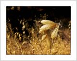 Autumn Gold