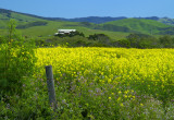 Mustard Field