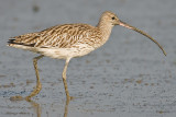 Curlew