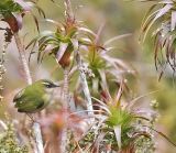 Rock wren in habitat