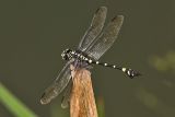 Ictinogomphus pertinax - Common Flangetail