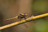 Trithemis aurora - female